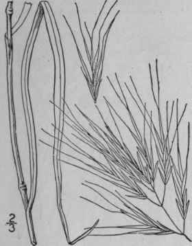 2 Bromus Sterilis L Barren Brome Grass Haver Grass 664