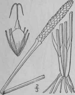 2 Eleocharis Mutata L R S Angled Spike Rush 759