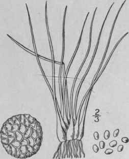 2 Isoetes Tuckermani A Br Tuckerman s Quillwort 119