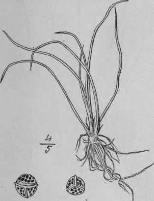 2 Isoetes Tuckermani A Br Tuckerman s Quillwort 120