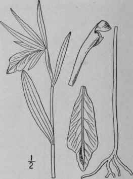 2 Pogonia Divaricata L R Br Spreading Pogonia 1382