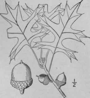 2 Quercus Palustris Duroi Swamp Oak Pin Oak 1515