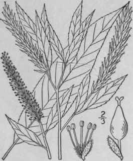 2 Salix Amygdaloides Anders Peach Leaved Willow 1452