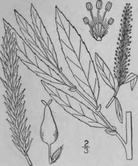 2 Salix Amygdaloides Anders Peach Leaved Willow 1453