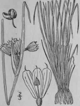 2 Sisyrinchium Albidum Raf White Blue Eyed Grass 1344