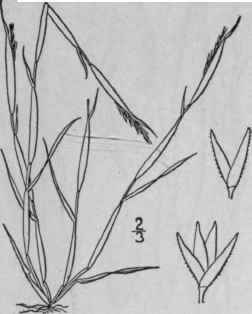 2 Sporobolus Neglectus Nash Small Rush Grass 465