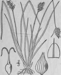 20 Carex Leavenworthii Dewey Leavenworth s Sedge 887