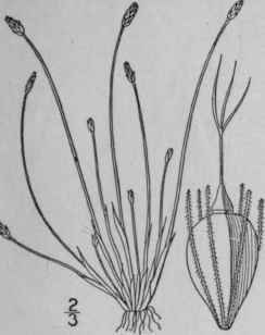 20 Eleocharis Albida Torr White Spike Rush 777