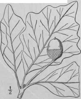 20 Quercus Bicolor Willd Swamp White Oak 1533