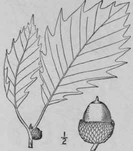 20 Quercus Bicolor Willd Swamp White Oak 1534