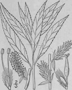20 Salix Petiolaris J E Smith Slender Willow 1470