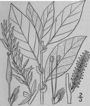 20 Salix Petiolaris J E Smith Slender Willow 1471