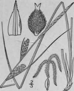 200 Carex Lanuginosa Michx Woolly Sedge 1067