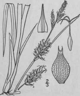 202 Carex Houghtonii Torr Houghton s Sedge 1069