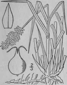 21 Carex Gravida Bailey Heavy Sedge 888