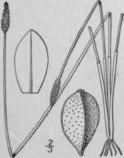 21 Eleocharis Tricostata Torr Three Ribbed Spike R 778