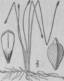 22 Eleocharis Tenuis Willd Schultes Slender Spike  779