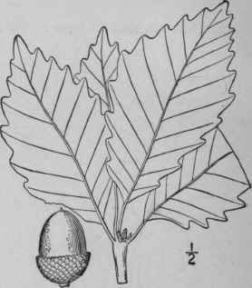 22 Quercus Prinus L Rock Chestnut Oak 1535