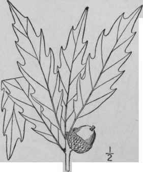 22 Quercus Prinus L Rock Chestnut Oak 1536