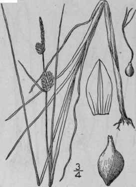 220 Carex Vesicaria L Inflated Sedge 1088