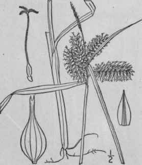226 Carex Retrorsa Schwein Retrorse Sedge 1093