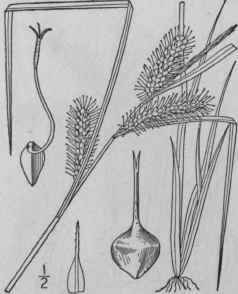 229 Carex Baileyi Britton Bailey s Sedge 1096
