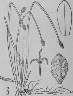 23 Eleocharis Acuminata Muhl Nees Flat Stemmed Spi 780