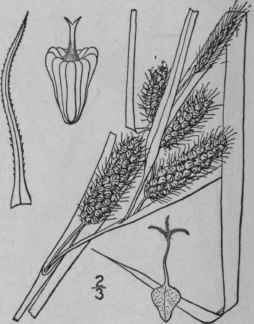 234 Carex Frankii Kunth Frank s Sedge 1101