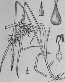 237 Carex Intumescens Rudge Bladder Sedge 1104