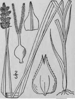 24 Carex Sparganioides Muhl Bur Reed Sedge 892