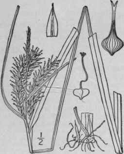 242 Carex Gigantea Rudge Large Sedge 1109