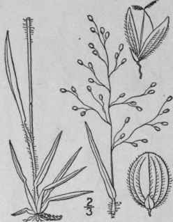 25 Panicum Strigosum Muhl Rough Hairy Panic Grass 336