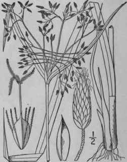 28 Scirpus Peckii Britton Peck s Bulrush 828