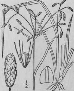 29 Scirpus Divaricatus Ell Spreading Bulrush 829