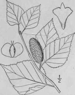 3 Betula Papyrifera Marsh Paper Or Canoe Birch 1496