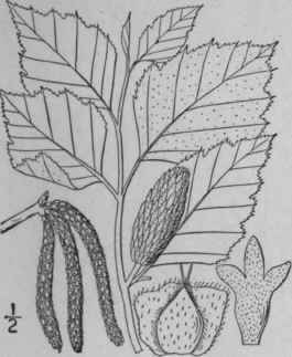 3 Betula Papyrifera Marsh Paper Or Canoe Birch 1497