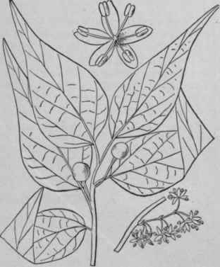 3 Celtis Mississippiensis Bosc Southern Hackberry 1547