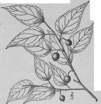 3 Celtis Mississippiensis Bosc Southern Hackberry 1548