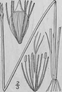 3 Eleocharis Robbinsii Oakes Robbins Spike Rus 760