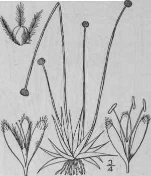 3 Lachnocaulon Kunth Enum 3 497 1841 1145
