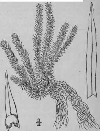 3 Lycopodium Porophilum Lloyd Underw Lloyd s Club  102