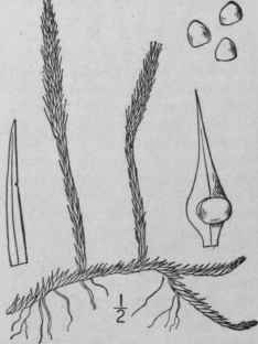 3 Lycopodium Porophilum Lloyd Underw Lloyd s Club  103