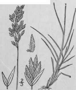 3 Poa Abbreviata R Br Low Spear Grass 606
