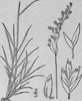3 Poa Abbreviata R Br Low Spear Grass 607