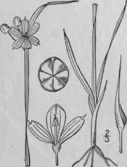 3 Sisyrinchium Angustifolium Mill Pointed Blue Eye 1345