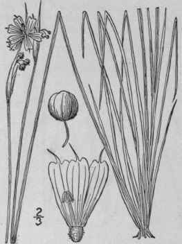 3 Sisyrinchium Angustifolium Mill Pointed Blue Eye 1346