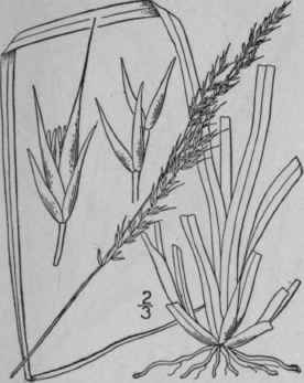 3 Sporobolus Clandestinus Spreng Hitchc Rough Rush 466