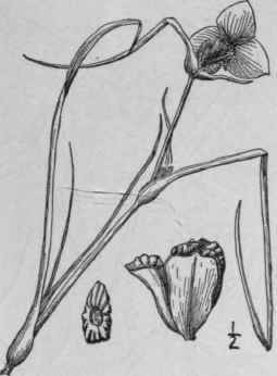 3 Tradescantia Occidentalis Britton Smyth Western  1156