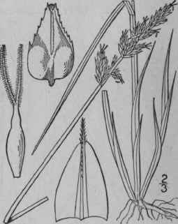 30 Carex Diandra Schrank Lesser Panicled Sedge 897