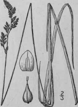 30 Carex Diandra Schrank Lesser Panicled Sedge 898